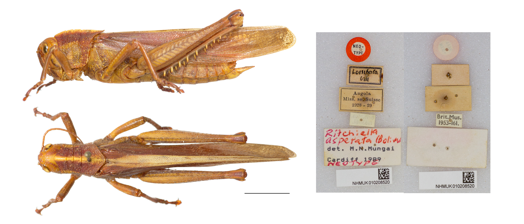 CollectionObject 1519994; a8e95bce-da87-463d-930d-8f1a8ef1075c: dorsal, lateral, labels, underside labels (male neotype). (CollectionObject).