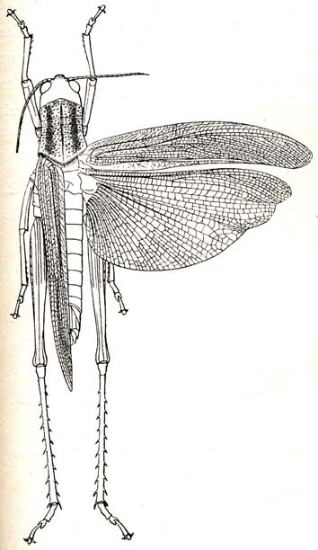 Ritchiella baumanni (Karsch, 1896): Fig. 22. female (body length 54 mm). (Otu).