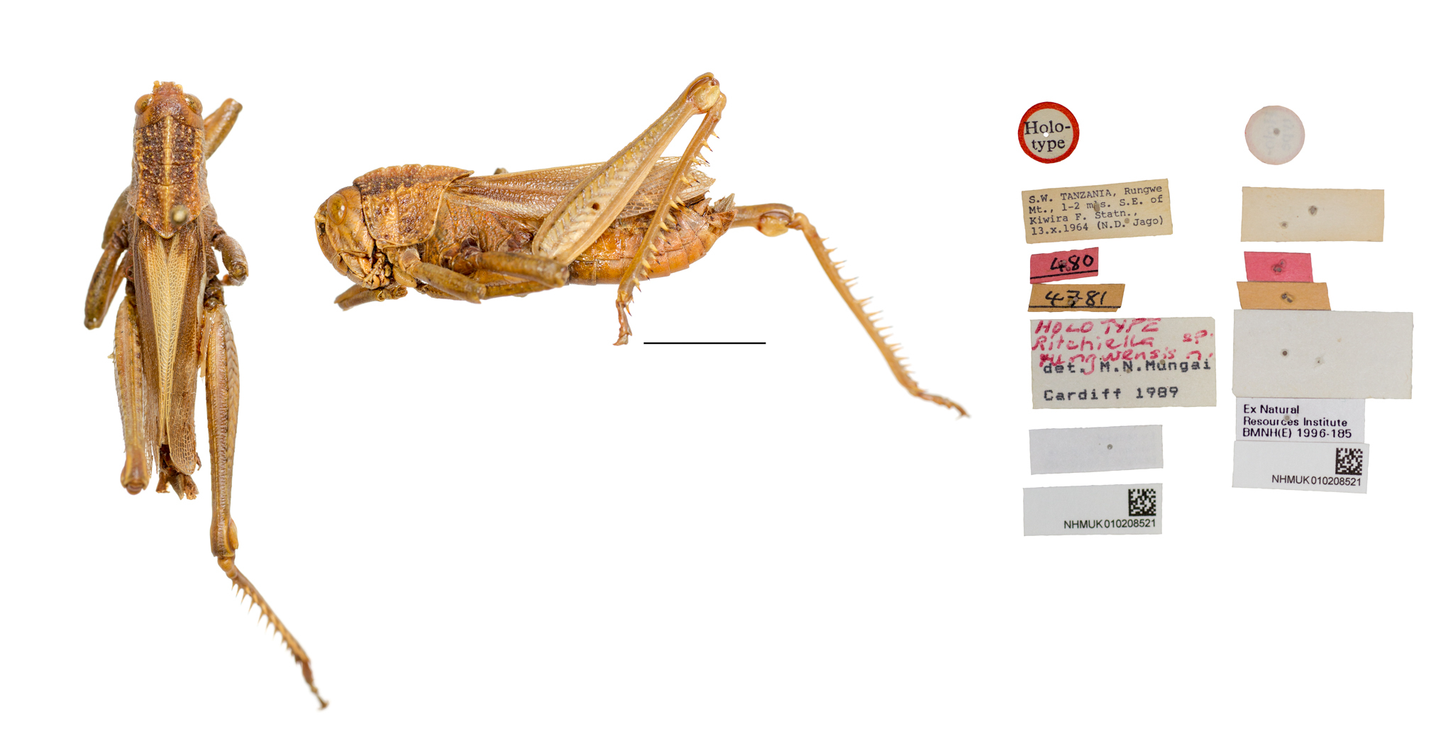 CollectionObject 1504940; 99e6eac6-4094-4b3c-9f8f-caec3c9a75e3: dorsal, lateral, labels, underside labels (male holotype). (CollectionObject).