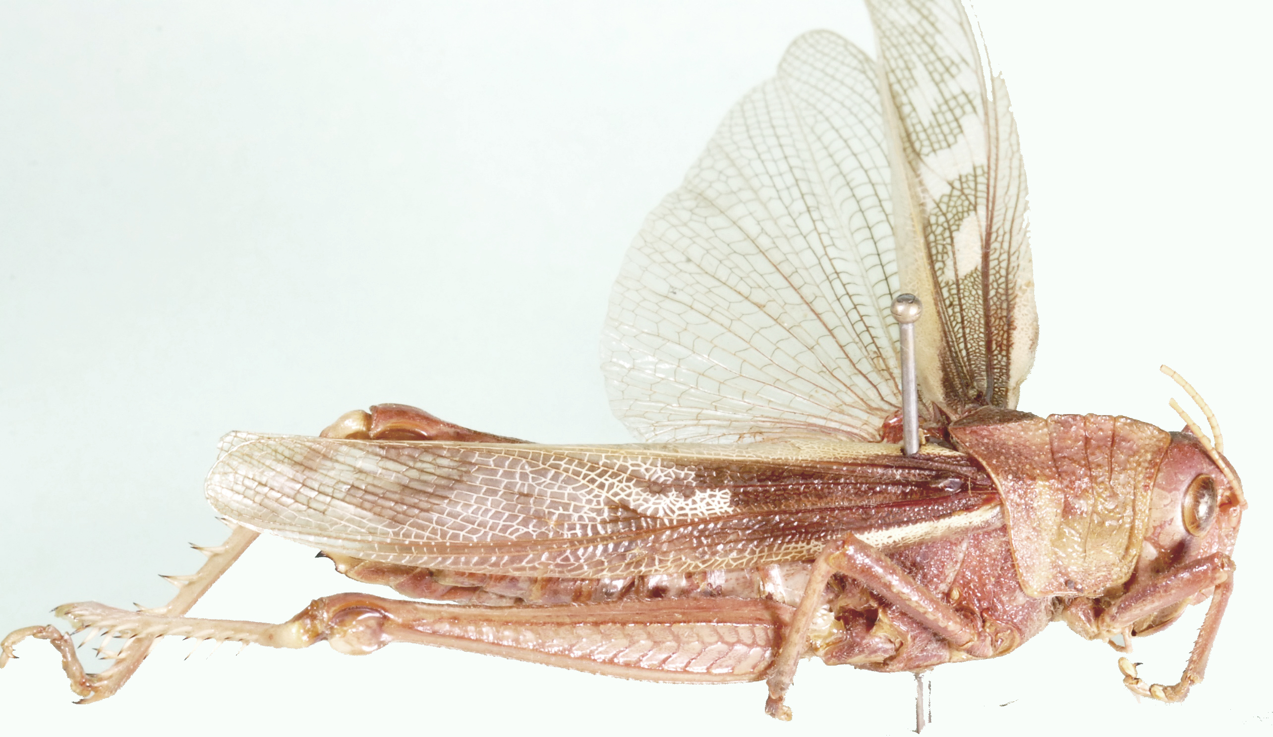 Ritchiella sanguinea (Sjöstedt, 1912): lateral view. (Otu).