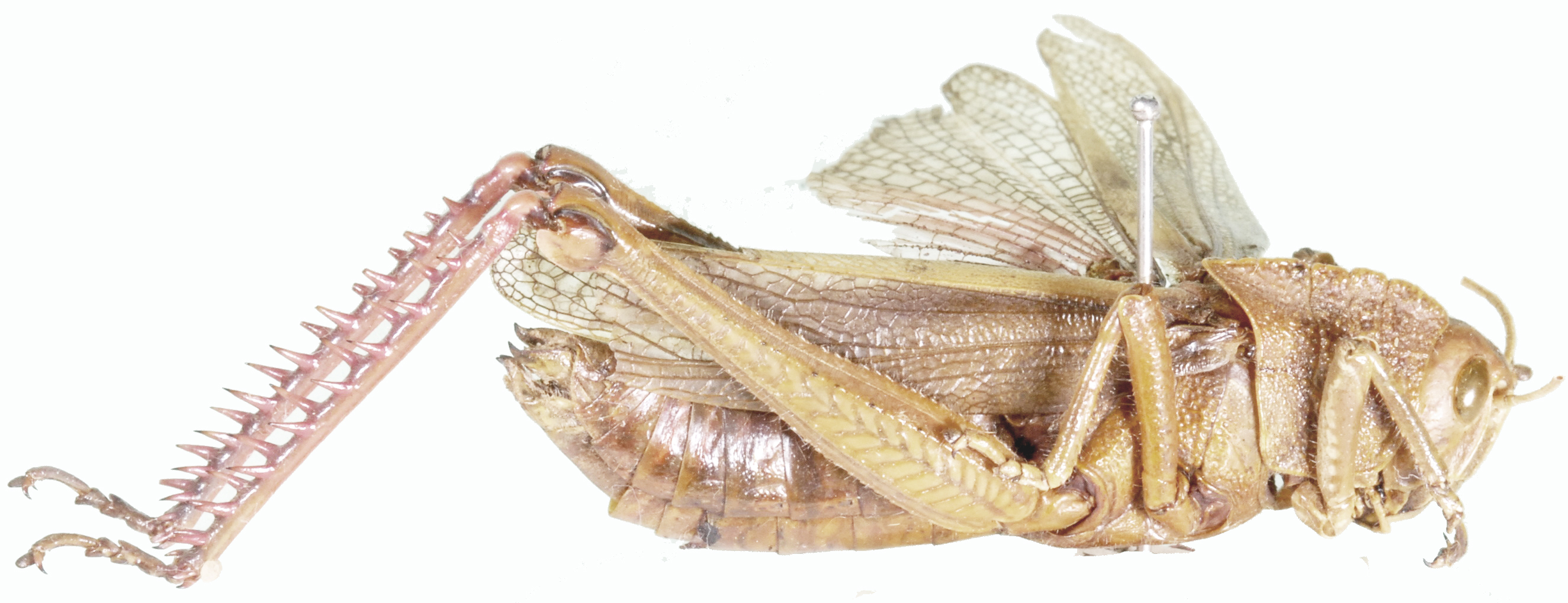 Ritchiella uvarovi (Sjöstedt, 1924): female, lateral view. (Otu).