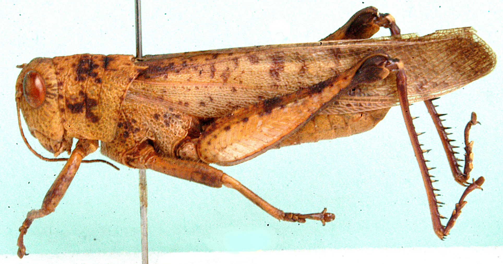 Acridoderes crassus Bolívar, 1889: lateral view. (Otu).