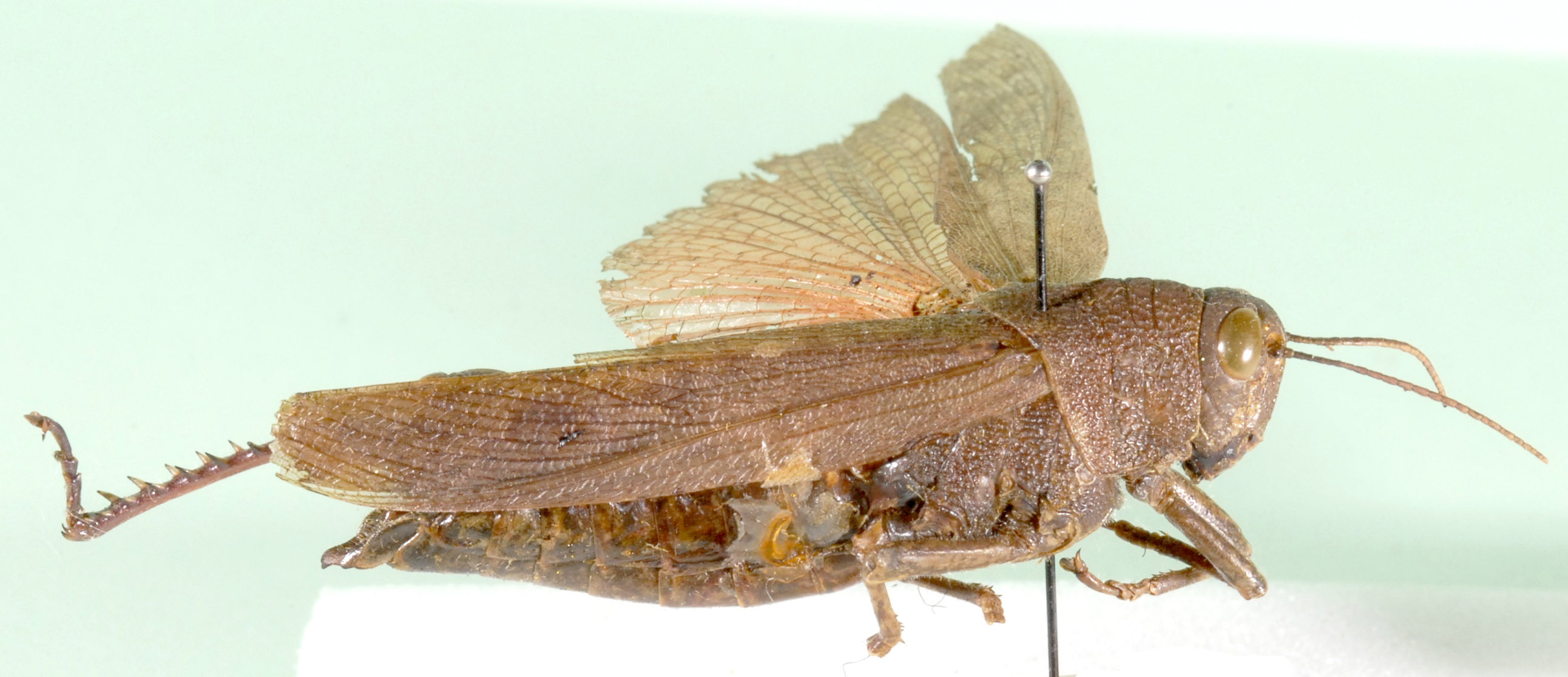 Acridoderes sanguinea (Sjöstedt, 1929): male, lateral view. (Otu).
