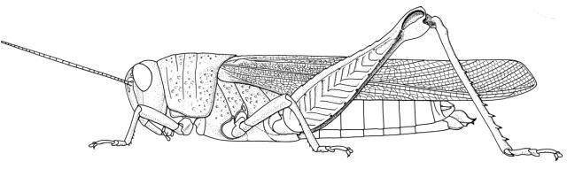 Acridoderes strenuus (Walker, 1870): Page 161, Figure 1. female habitus. (Otu).