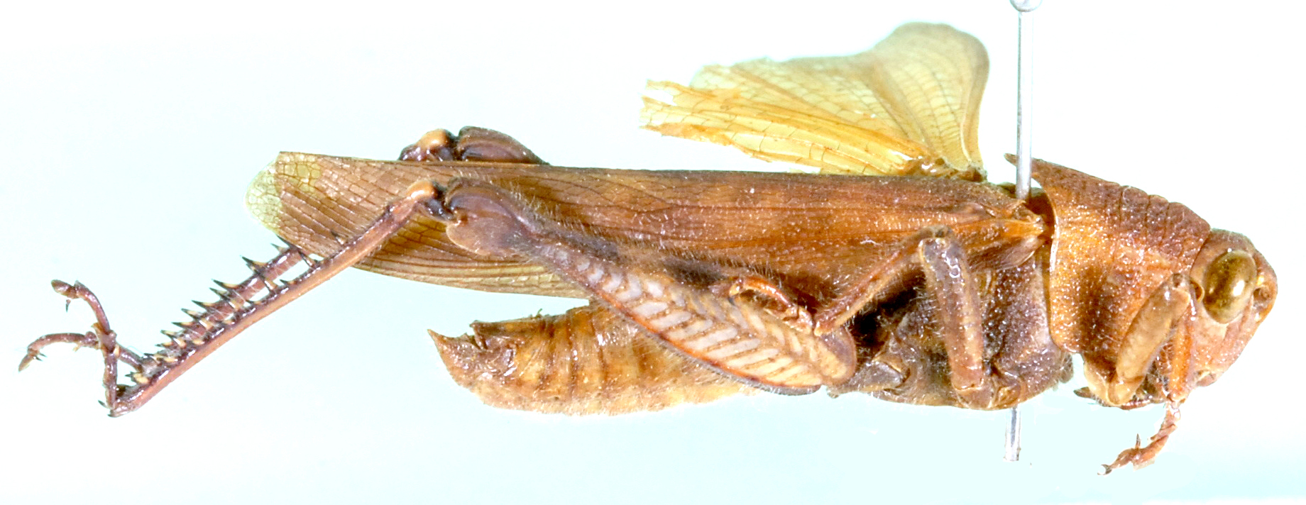 Acridoderes uvarovi (Miller, 1925): male, lateral view. (Otu).