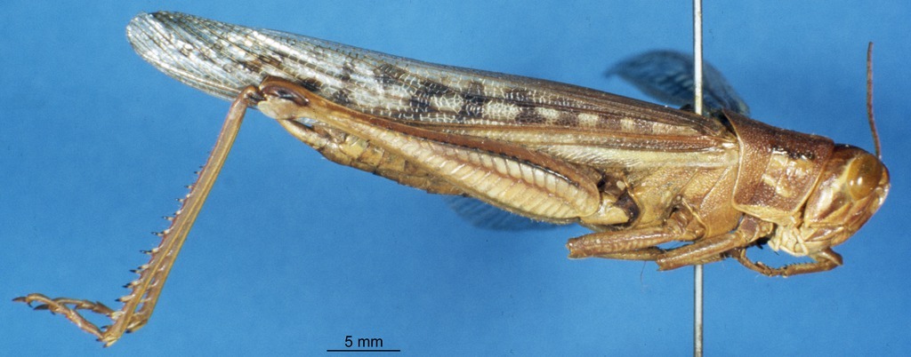 CollectionObject 1580309; 3cafd5a1-c93e-44de-9d64-13b58681de7d: female, lateral view (paratype). (CollectionObject).