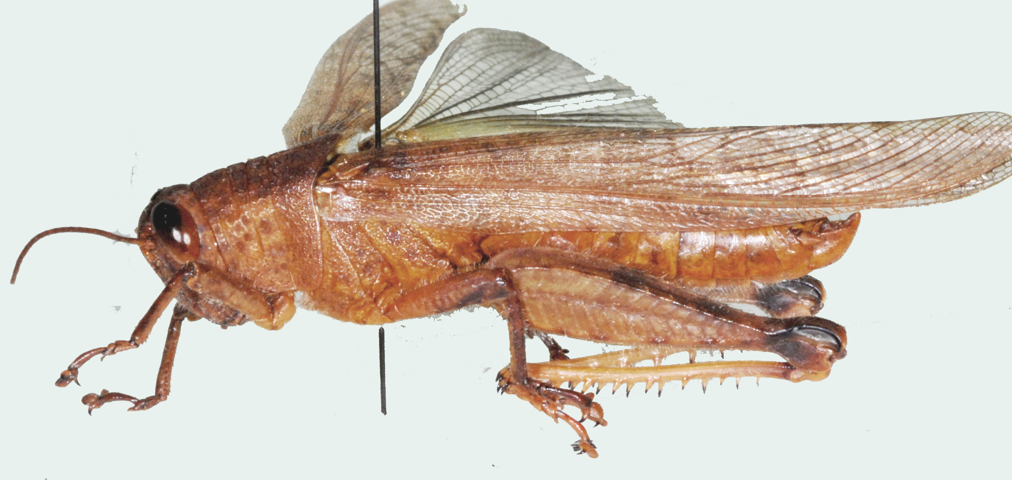 Rhytidacris punctata (Kirby, 1902): male, lateral view. (Otu).