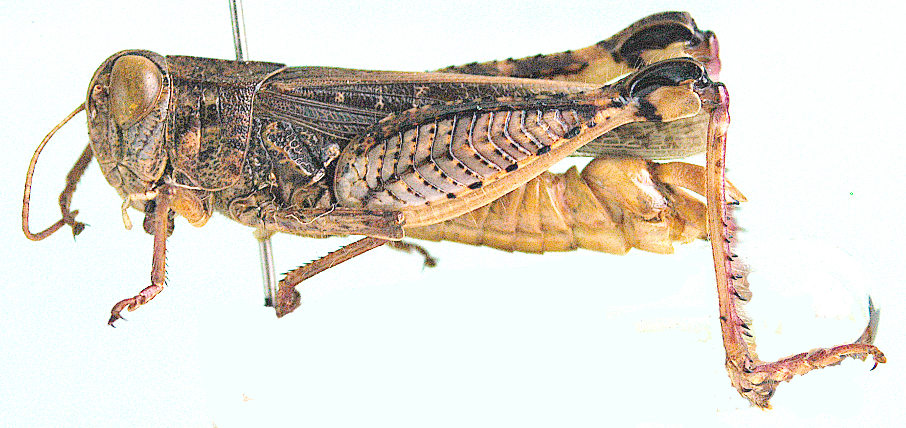 Acorypha ferrifer (Walker, 1870): male, lateral view. (Otu).