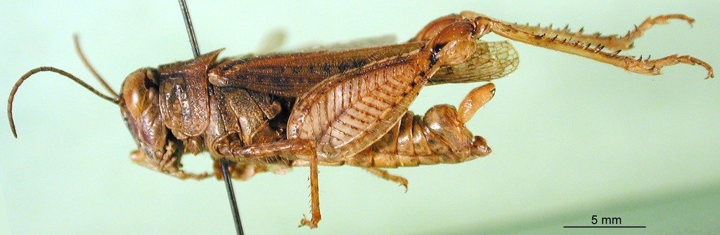 CollectionObject 1589443; 5a208cea-fe6d-41a9-b6fc-f9ece1582c59: male, lateral view (paralectotype). (CollectionObject).