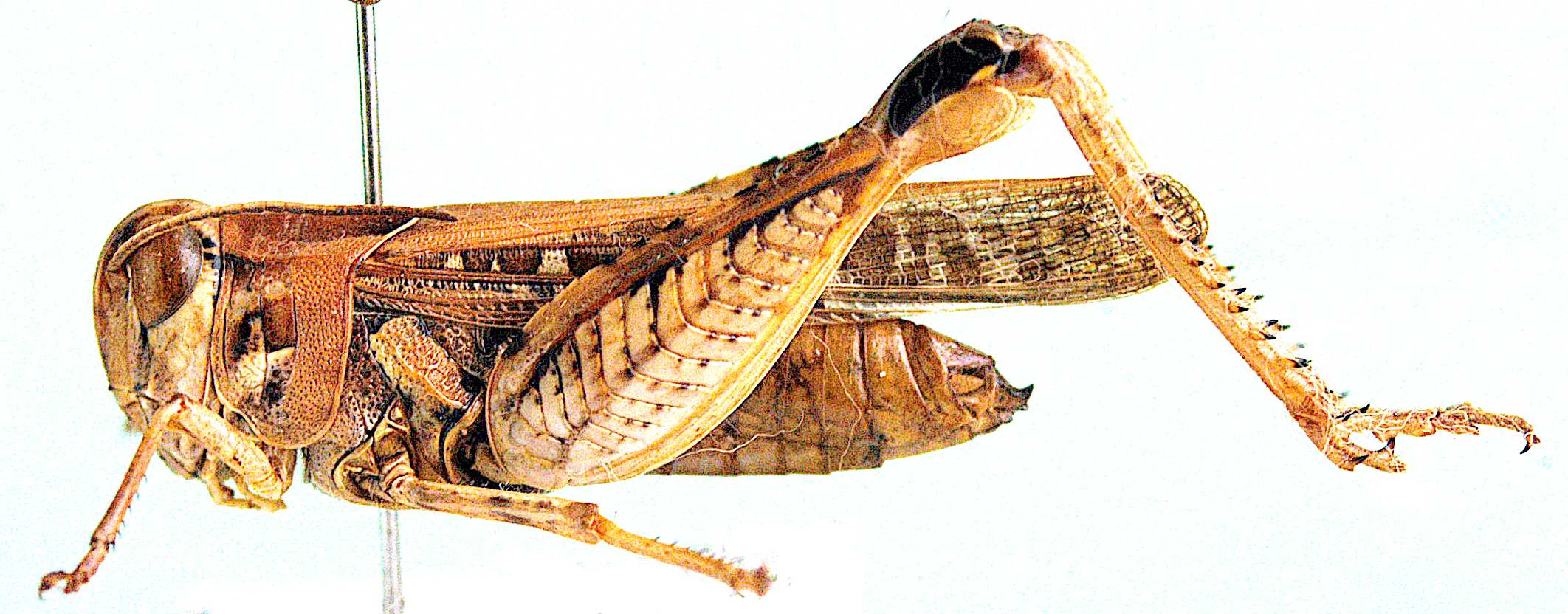 Acorypha laticosta (Karsch, 1896): male, lateral view. (Otu).