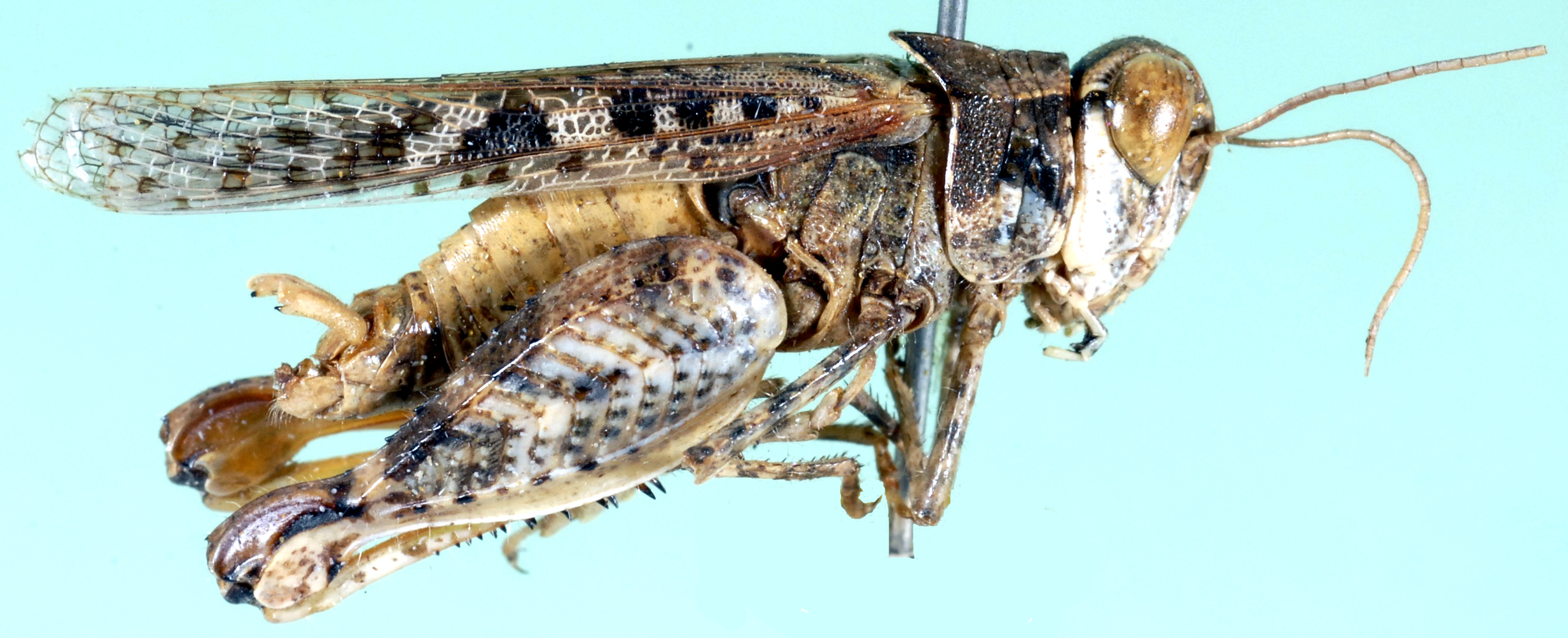 Acorypha modesta Uvarov, 1950: male, lateral view. (Otu).