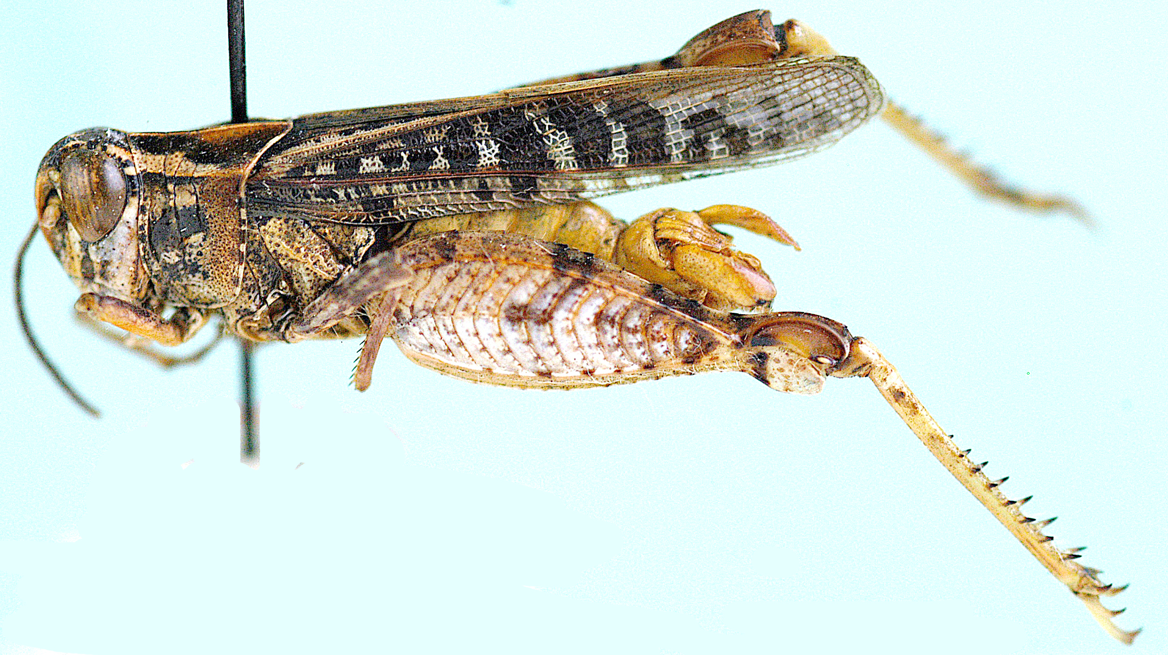 Acorypha recta Uvarov, 1950: male, lateral view. (Otu).