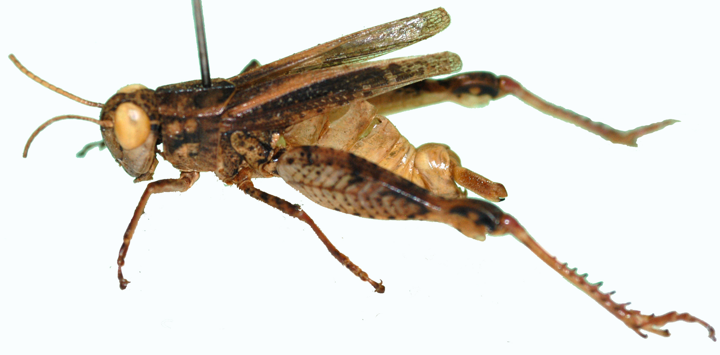 Acorypha johnstoni johnstoni (Kirby, 1902): male, lateral view. (Otu).