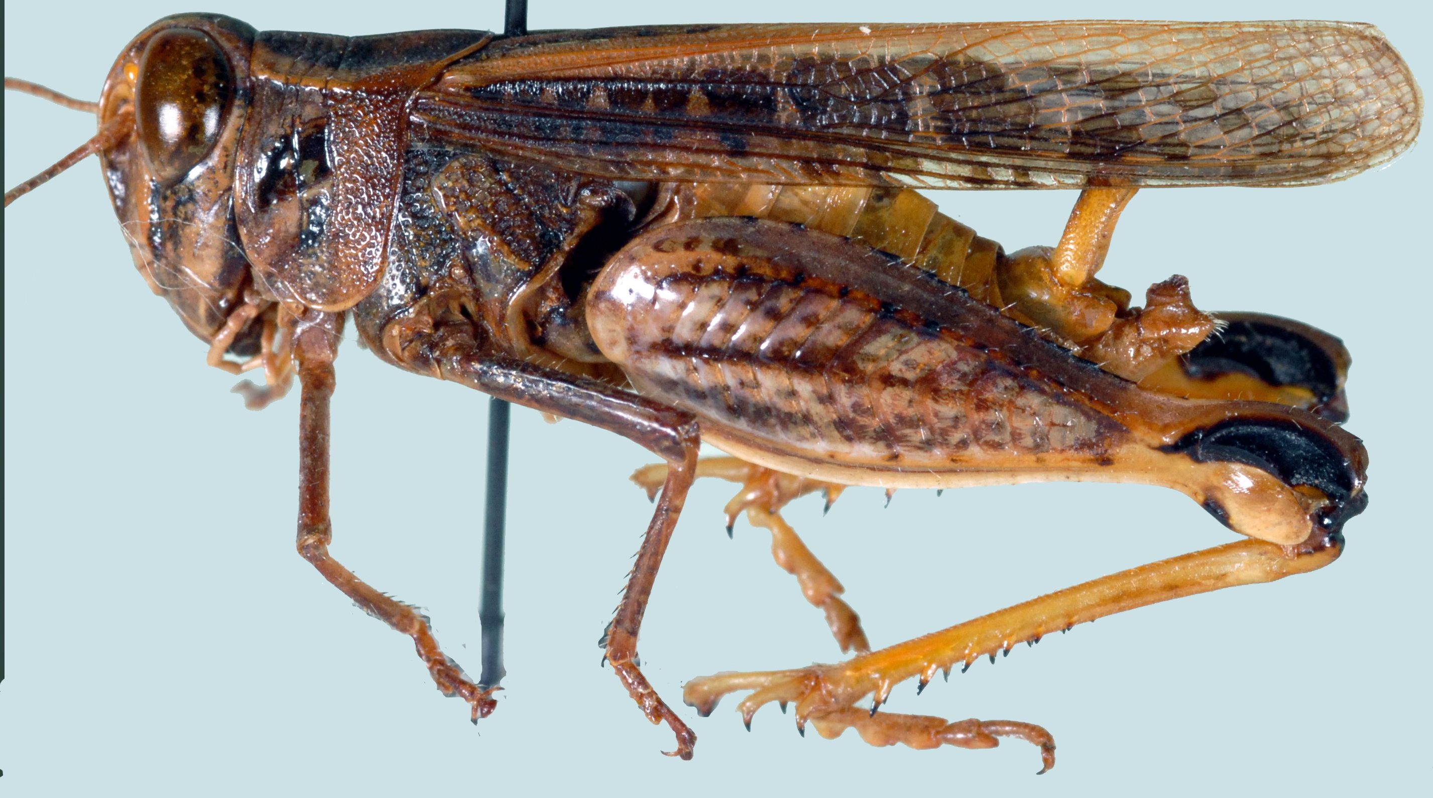 Acorypha nigrovariegata nigrovariegata (Bolívar, 1889): male, lateral view. (Otu).