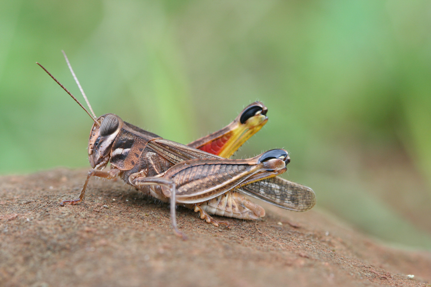 Acorypha nigrovariegata tibialis (Kirby, 1902): male (E Kilimanjaro, savanna grassland). (Otu).