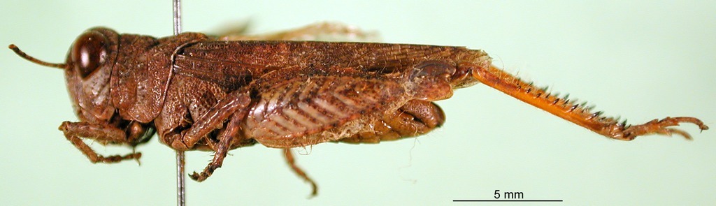 CollectionObject 1501574; cb961aec-93b8-410f-acf5-f0aca5cd1ace, DORSA BA000283S01: male, lateral view (holotype). (CollectionObject).