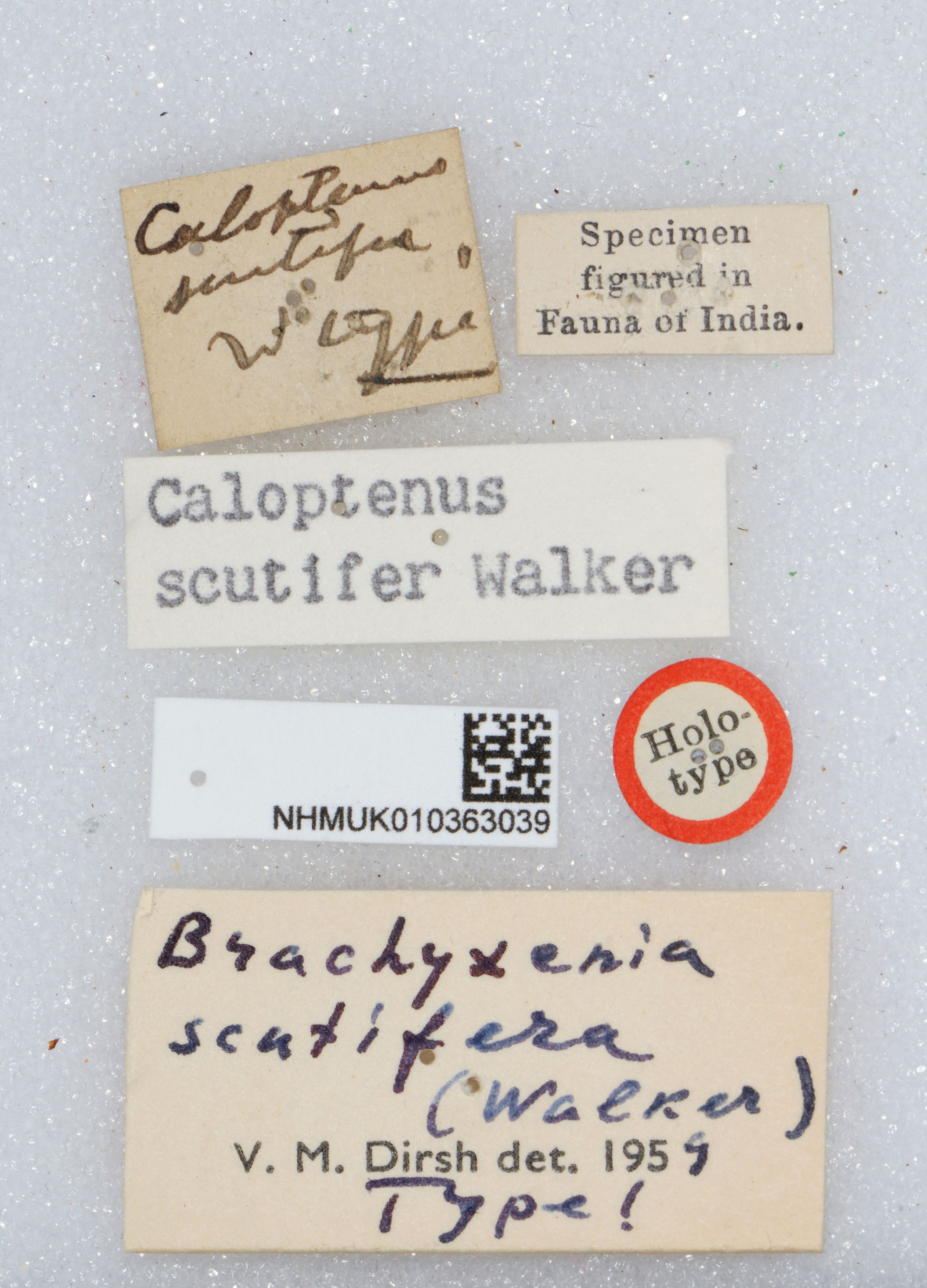 CollectionObject 1520132; 625fac6f-6ad3-4141-8a1c-4833da703a85: labels (holotype). (CollectionObject).
