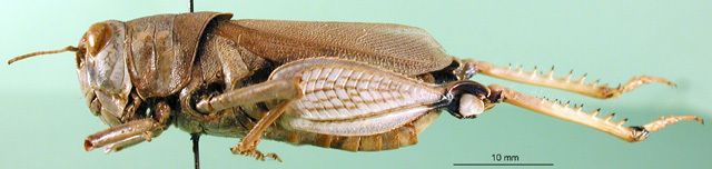 CollectionObject 1501582; a986a78b-b0b8-46ec-a84d-87104cb21b11, DORSA BA000671S01: female, lateral view (holotype). (CollectionObject).
