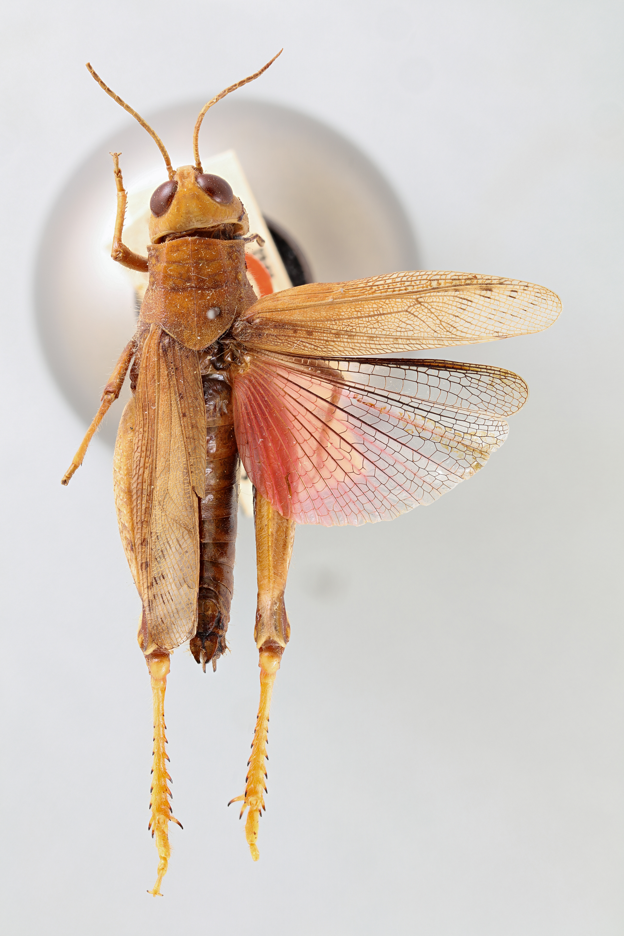 CollectionObject 1520145; f1c3b4d2-03b0-4091-8f24-295d131f279f: dorsal (holotype). (CollectionObject).