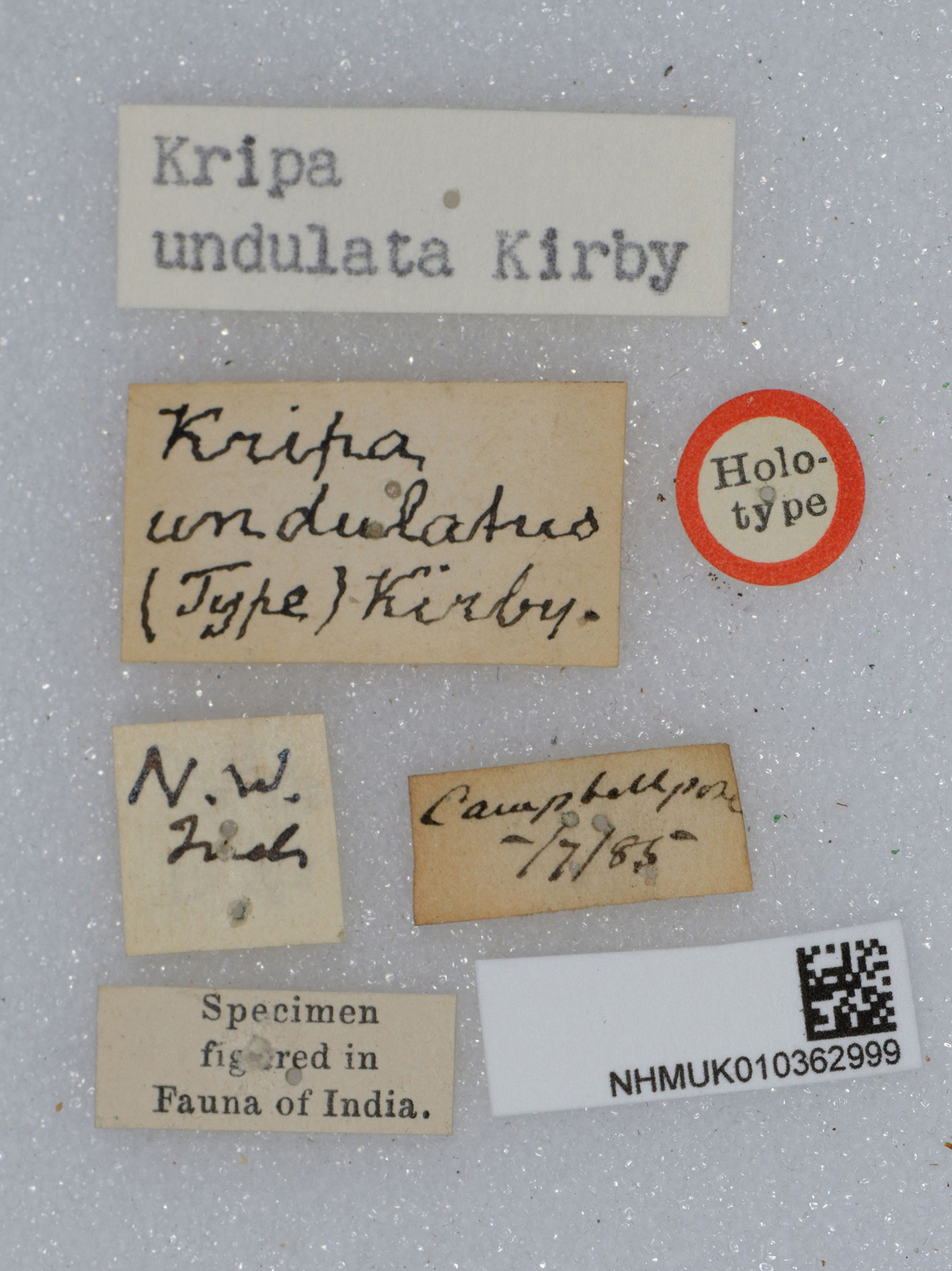 CollectionObject 1520157; 60db08cf-cd50-4c5e-9926-951327de7027: labels (holotype). (CollectionObject).