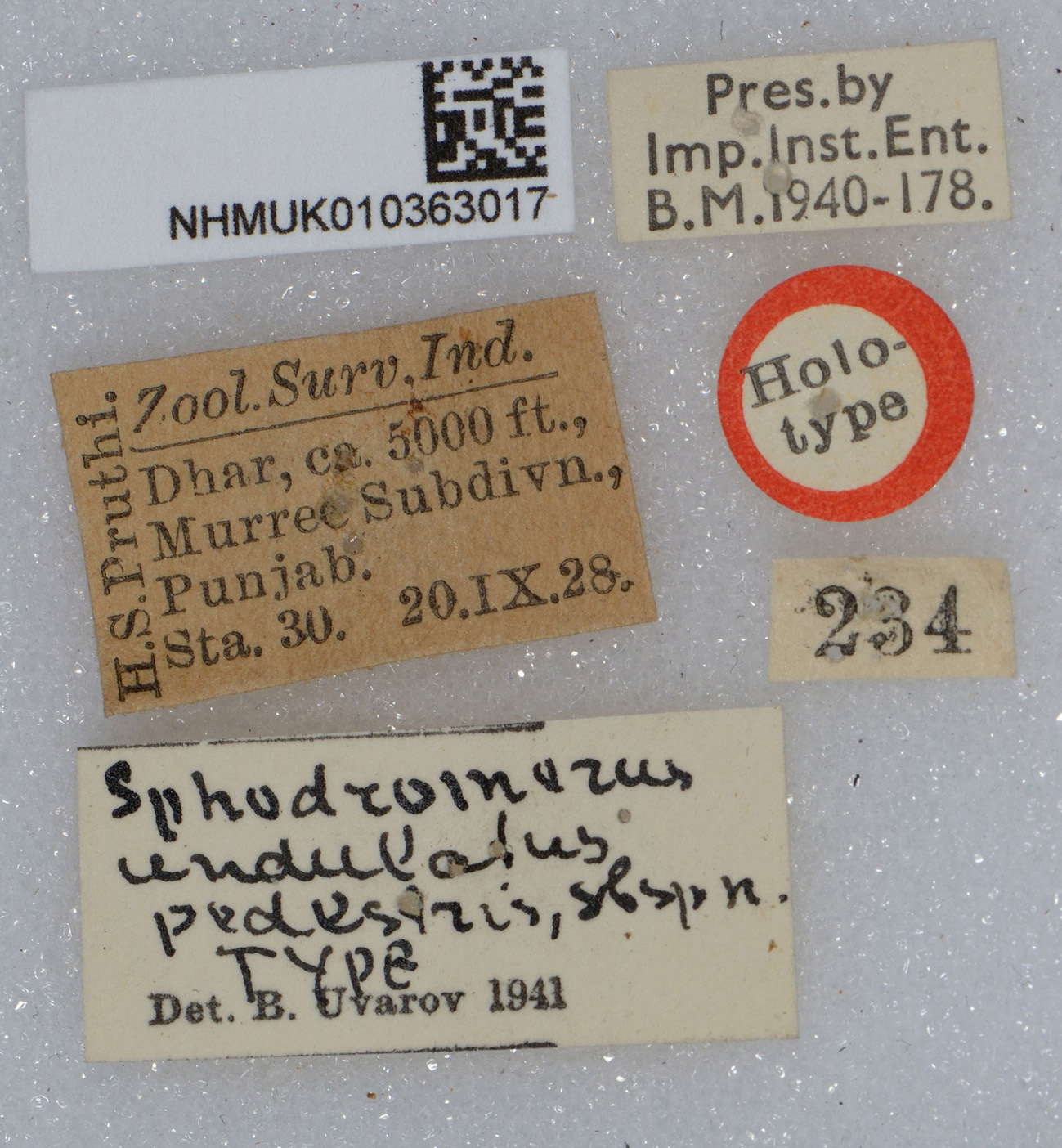 CollectionObject 1520158; 2ee3b1af-7bd5-4a09-a70e-145a87c6065f: labels (holotype). (CollectionObject).
