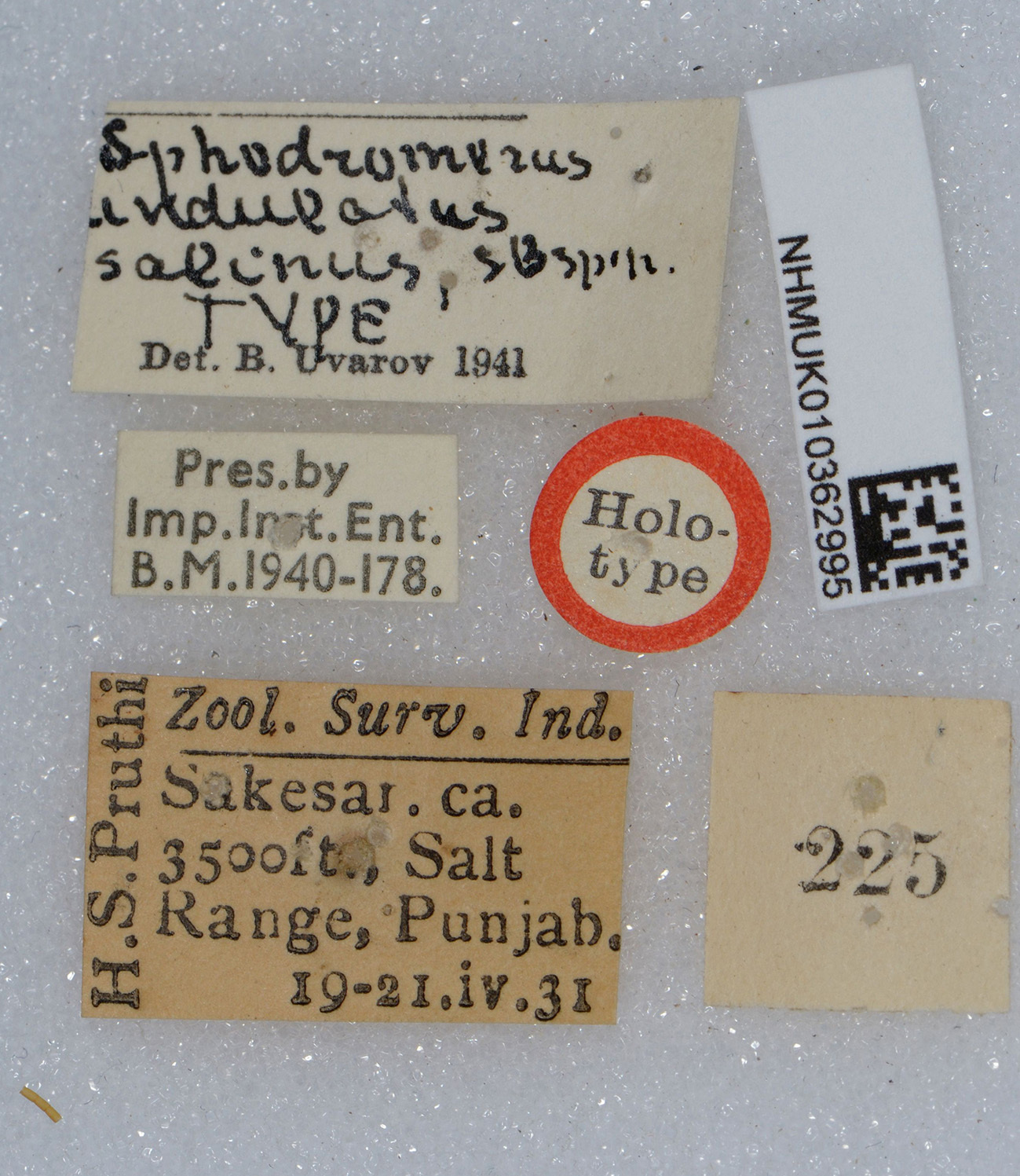 CollectionObject 1520159; 0f8478e5-5dbc-4ac5-94aa-1617191a2ab1: labels (holotype). (CollectionObject).