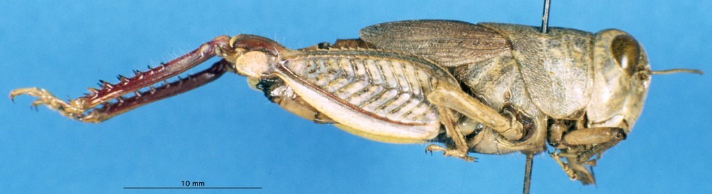 CollectionObject 1507092; f829fd40-60b2-4c49-bb83-c579e90599c5, DORSA HAsprratHTF: female, lateral view (holotype). (CollectionObject).