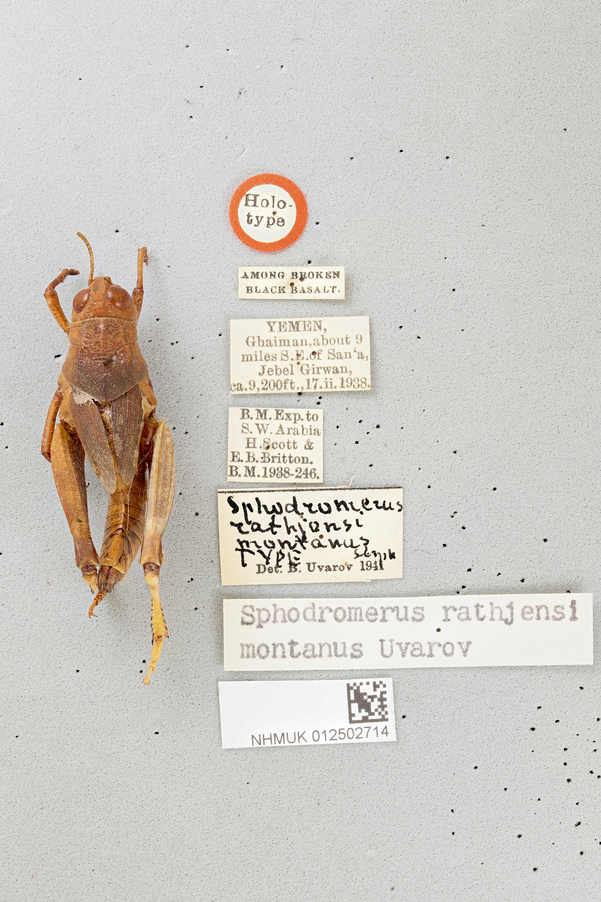 CollectionObject 1580240; b7e874b4-05aa-4622-a688-382fcb243f25, NHMUK012502714: dorsal, labels (female holotype of ssp montanus). (CollectionObject).