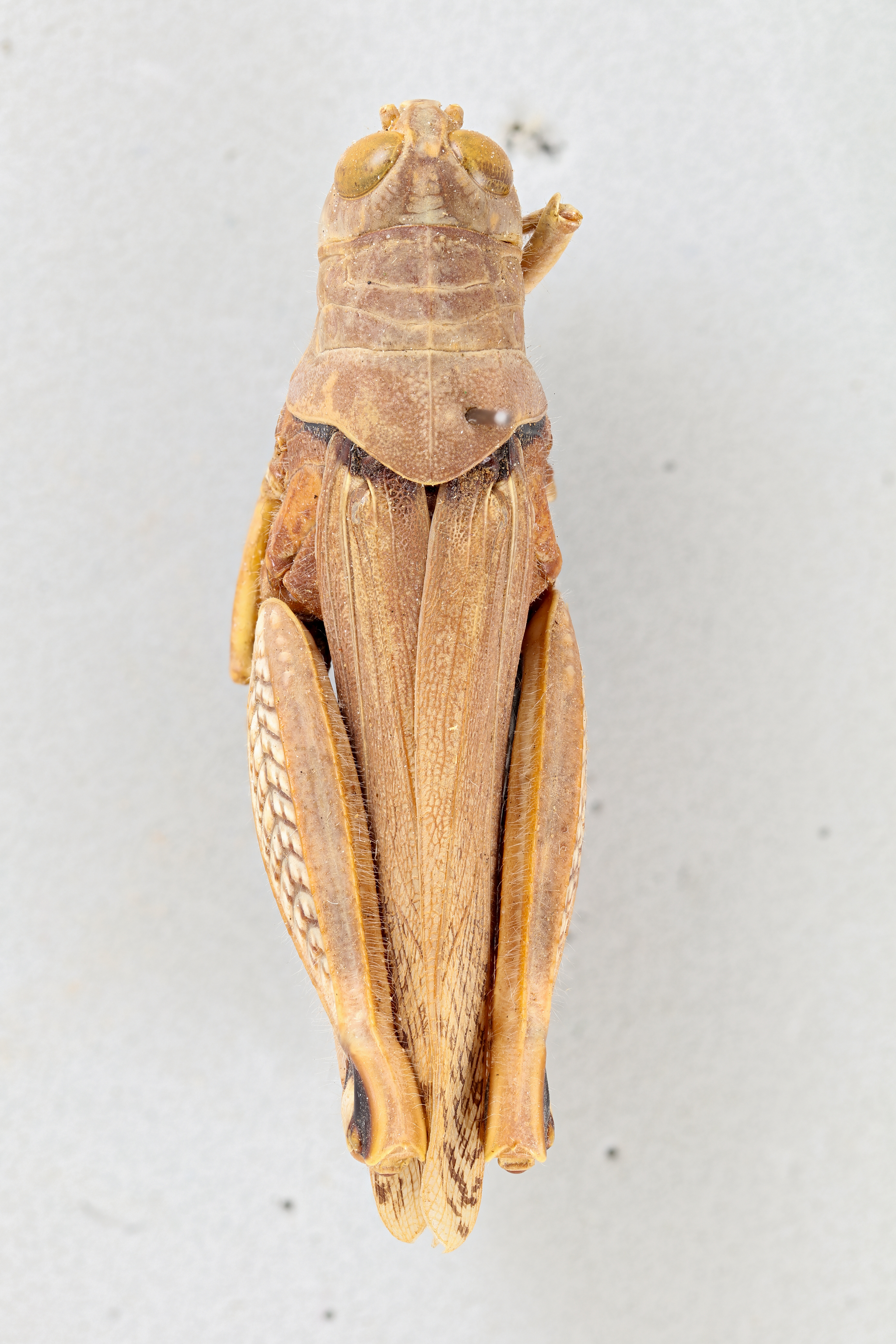 CollectionObject 1520152; 1ecb555d-41a6-439a-8dc4-b324c9a03cb5: female, dorsal view (holotype). (CollectionObject).