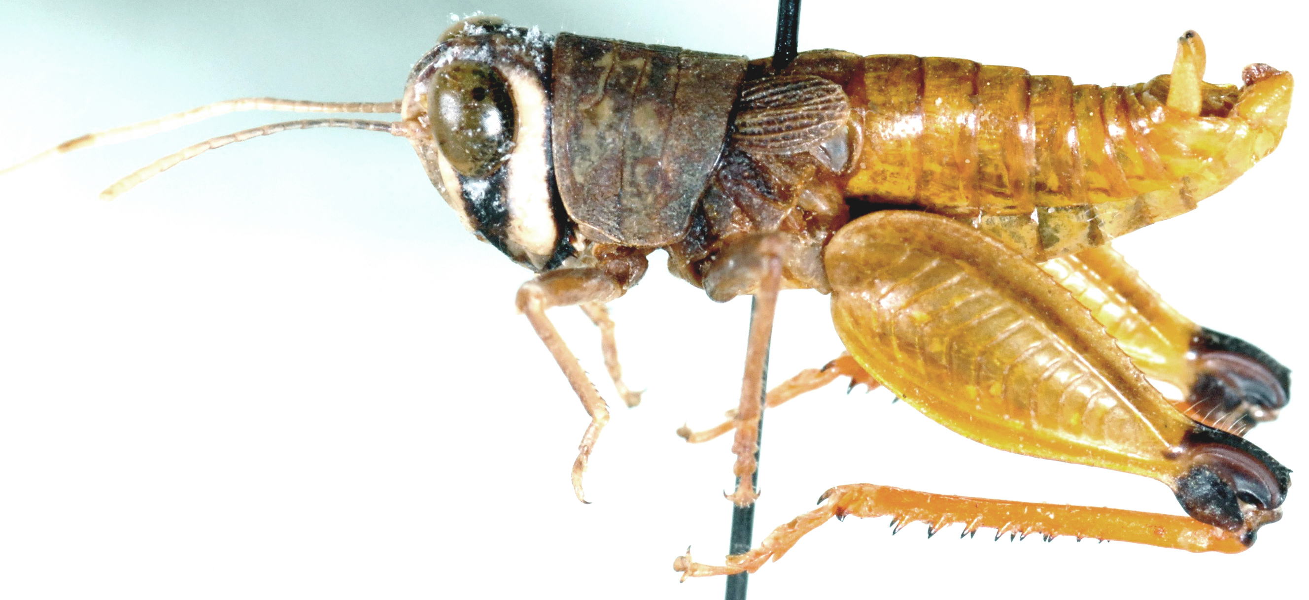 Damaracris rupestris Brown, 1972: male, lateral view. (Otu).