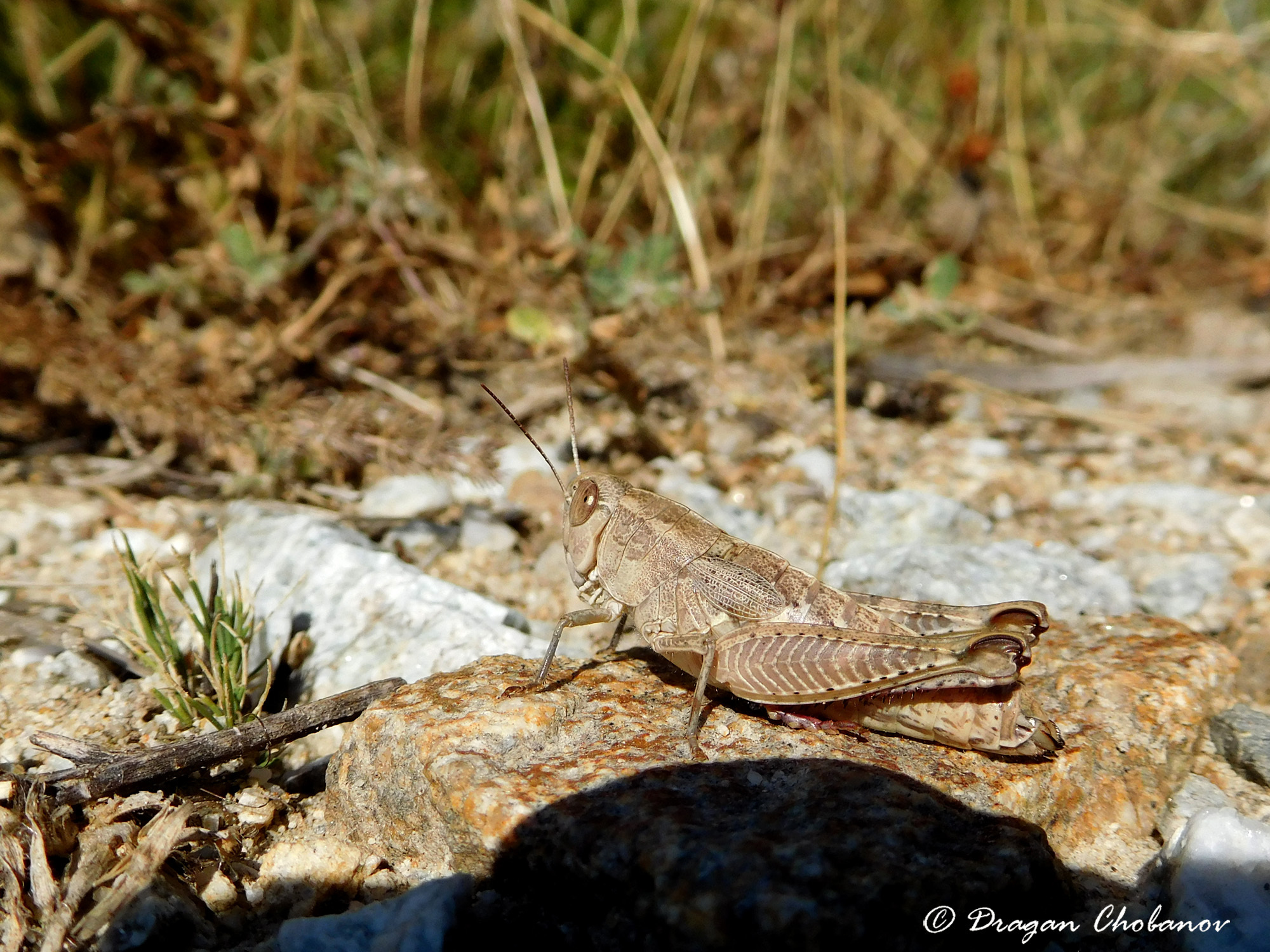 CollectionObject 1588050; a61ff07c-86b8-4cf2-b064-a9c542e9cab3: female (BG: S of Malko Popovo). (CollectionObject).