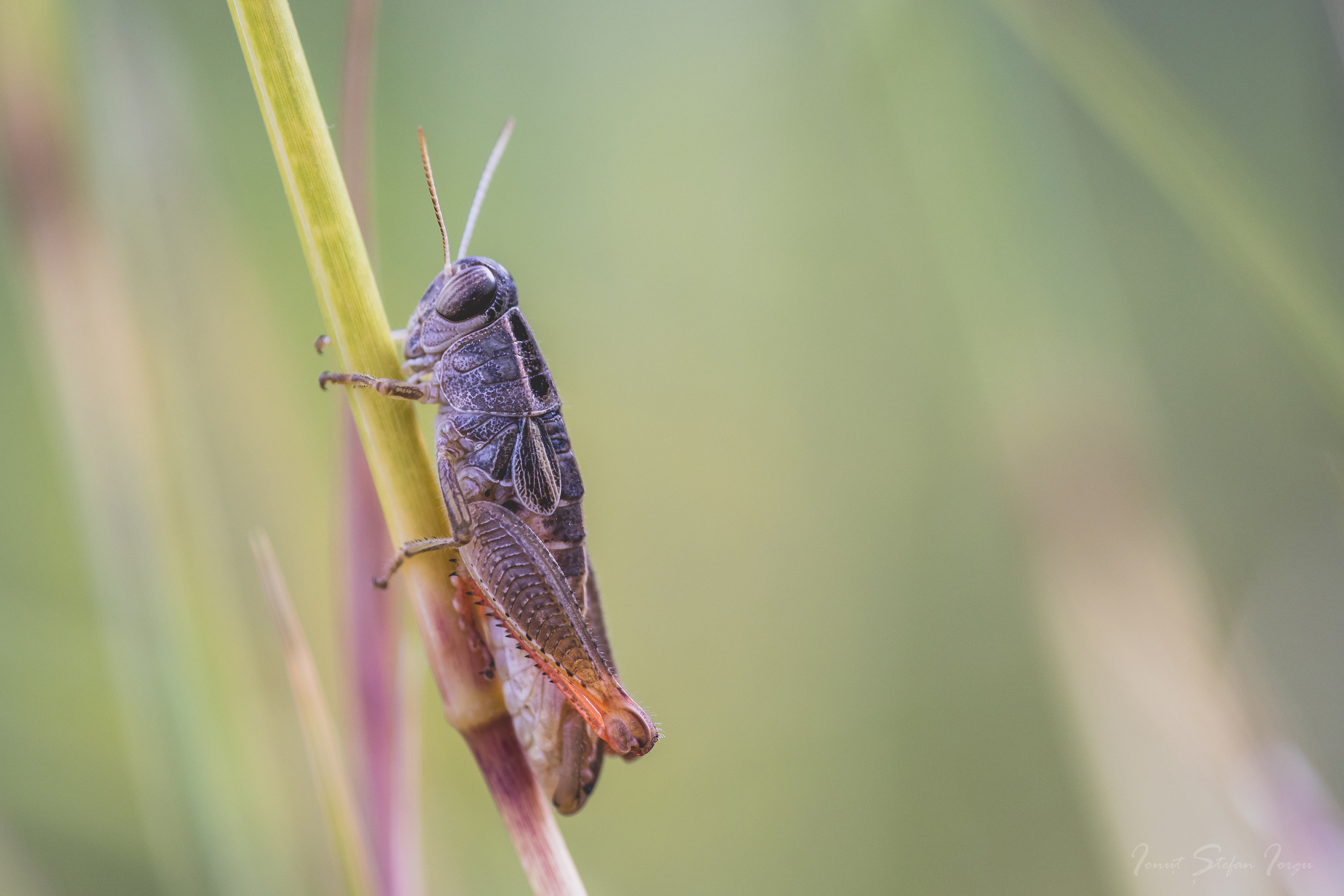 CollectionObject 1583474; 7101f935-3d15-4c72-94cf-7e358a7ee056: male (GR: Western Greece, near Mitikas). (CollectionObject).