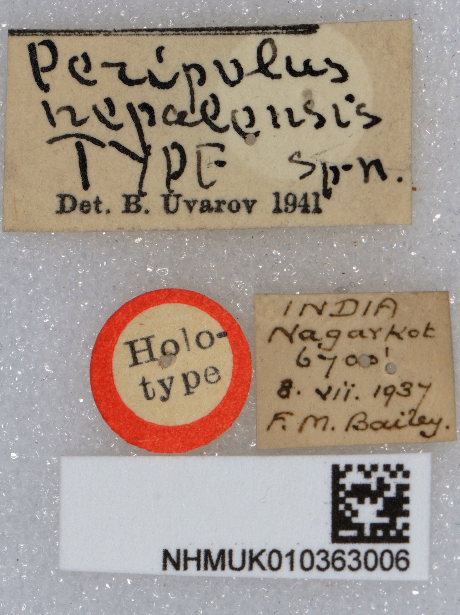 CollectionObject 1520205; 484f2aba-e14d-43d1-8ec0-9d7b032cf500: labels (holotype). (CollectionObject).