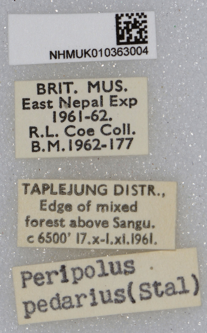 CollectionObject 1589478; a6a8d909-ddc7-42a7-a9d5-214b4146e96c: labels. (CollectionObject).