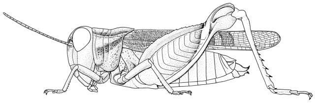 Stobbea riggenbachi Ramme, 1929: Page 115, Figure 1. female. (Otu).