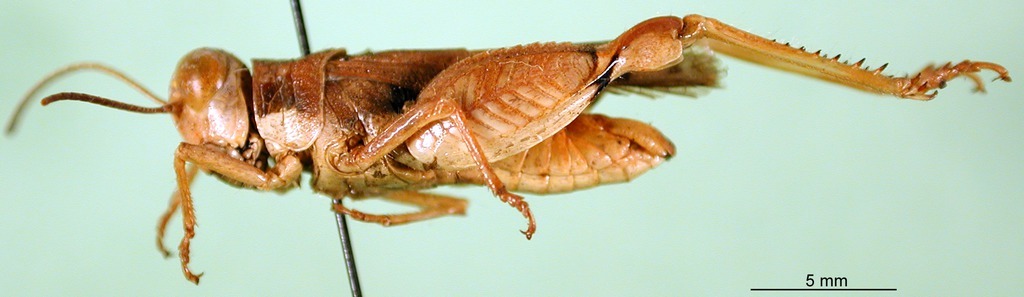 CollectionObject 1501600; 40d5175c-1eb4-4109-a2cf-e2f42886d52b, DORSA BA000587S01: male, lateral view (holotype). (CollectionObject).