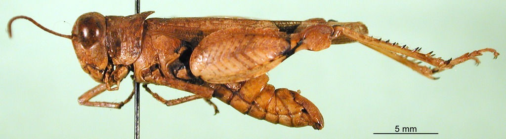 CollectionObject 1501602; 03140d01-2497-441e-92ca-992e78b0f535, DORSA BA000588S01: male, lateral view (holotype). (CollectionObject).