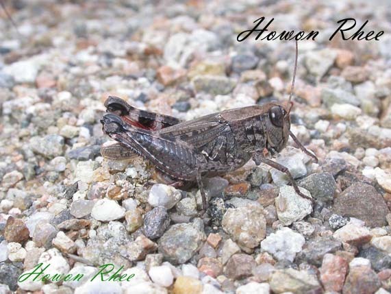 Calliptamus abbreviatus Ikonnikov, 1913: female, laying eggs (South Korea). (Otu).