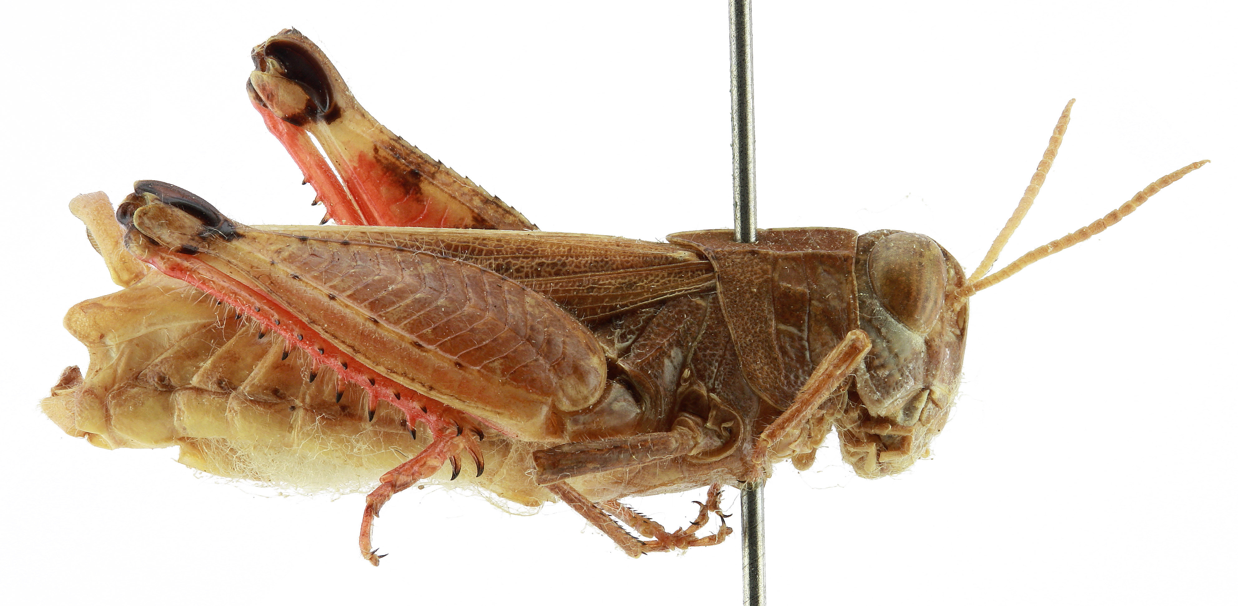 CollectionObject 1520133; 0fff2481-26d3-4917-ac24-2918de7c9d5a: BMNH United Kingdom, London. male, right lateral view (holotype). (CollectionObject).