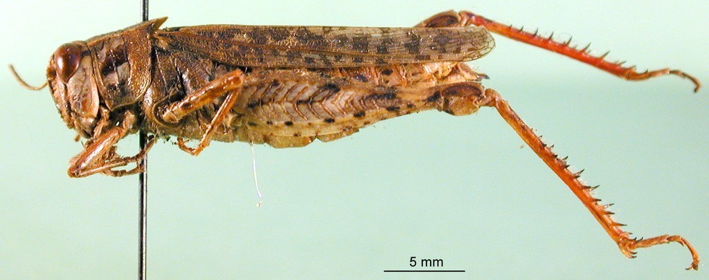 CollectionObject 1589488; aa1a73a0-5c32-421e-a678-8077d49a175b: female, lateral view (paratype). (CollectionObject).