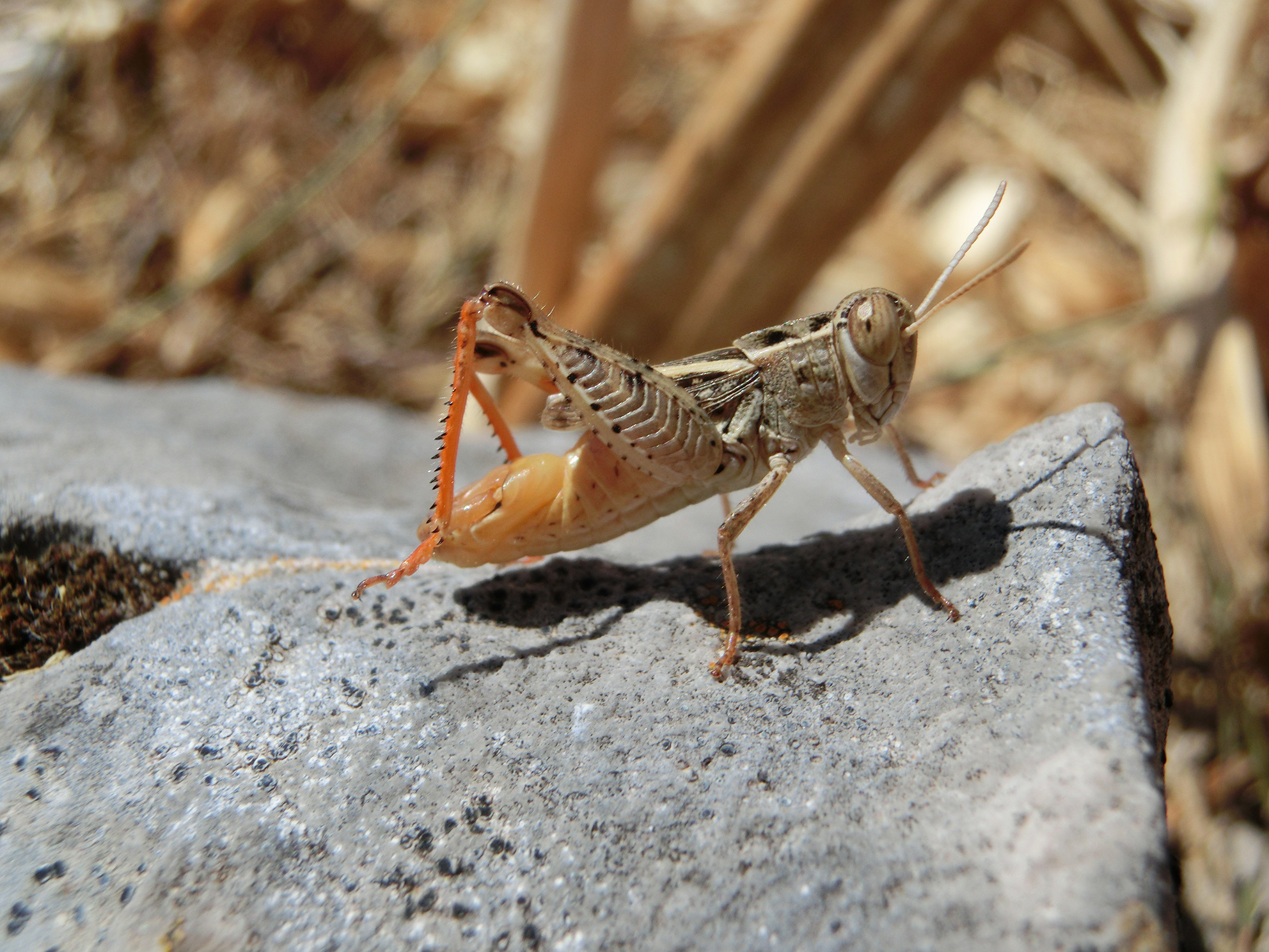 Calliptamus siciliae Ramme, 1927: male (Sicily, Madonie Mountains, 17 July 2017). (Otu).