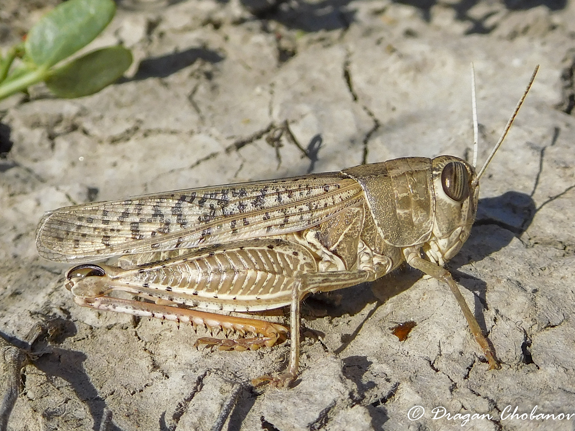 CollectionObject 1578697; ec35e395-89c8-4830-af4e-171186a6c3c7: (KZ: Teke). (CollectionObject).