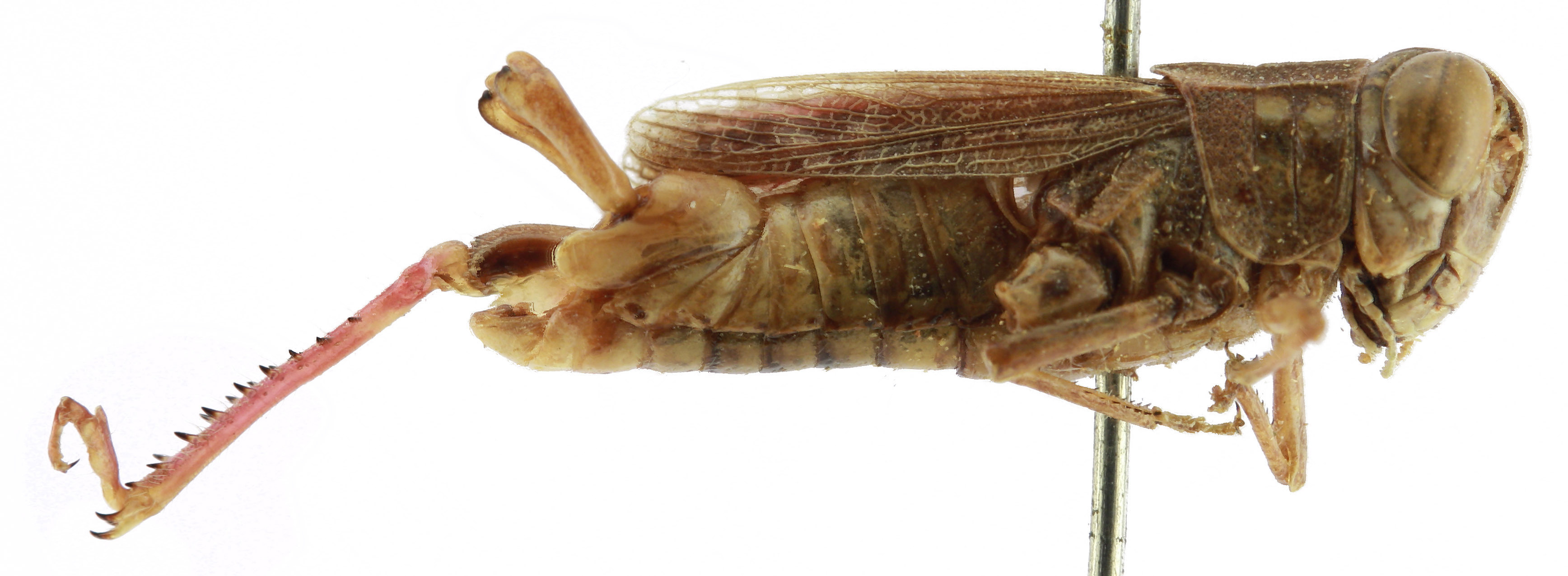 CollectionObject 1520134; 41957e1d-5e11-4aac-ae77-a3020677e6a0, NHMUK014666486: BMNH United Kingdom, London. male, right lateral view (holotype). (CollectionObject).