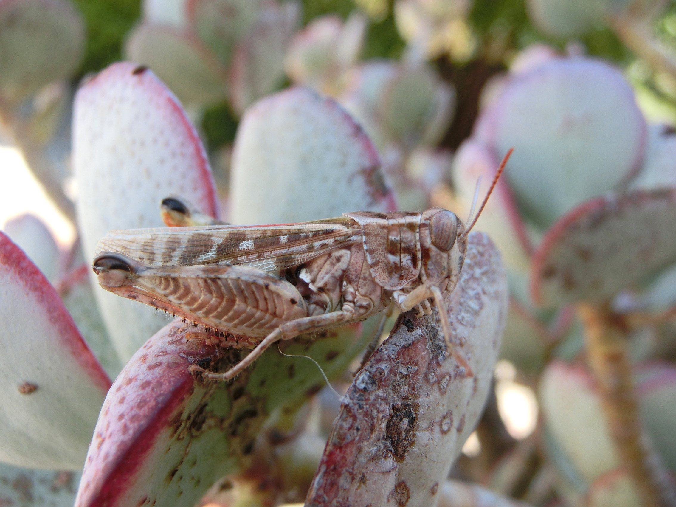 Calliptamus barbarus barbarus (Costa, 1836): female (Sicily, near Palermo, Capo Gallo, on stream vegetation, 17 July 2017). (Otu).
