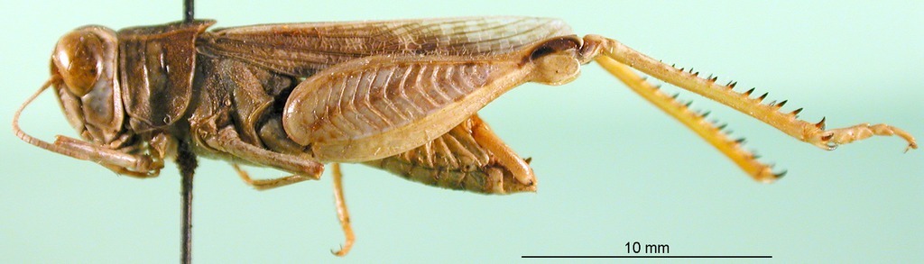 CollectionObject 1501576; 748d84db-fede-442c-98e0-3412f6fd70ae, DORSA BA000880S01: male, lateral view (holotype). (CollectionObject).