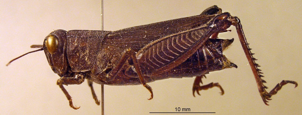CollectionObject 1575471; d9a7422d-40fd-4da2-9f41-560c2ca63750: female, lateral view (syntype of Metromerus coelesyriensis intricatus f. nigra). (CollectionObject).