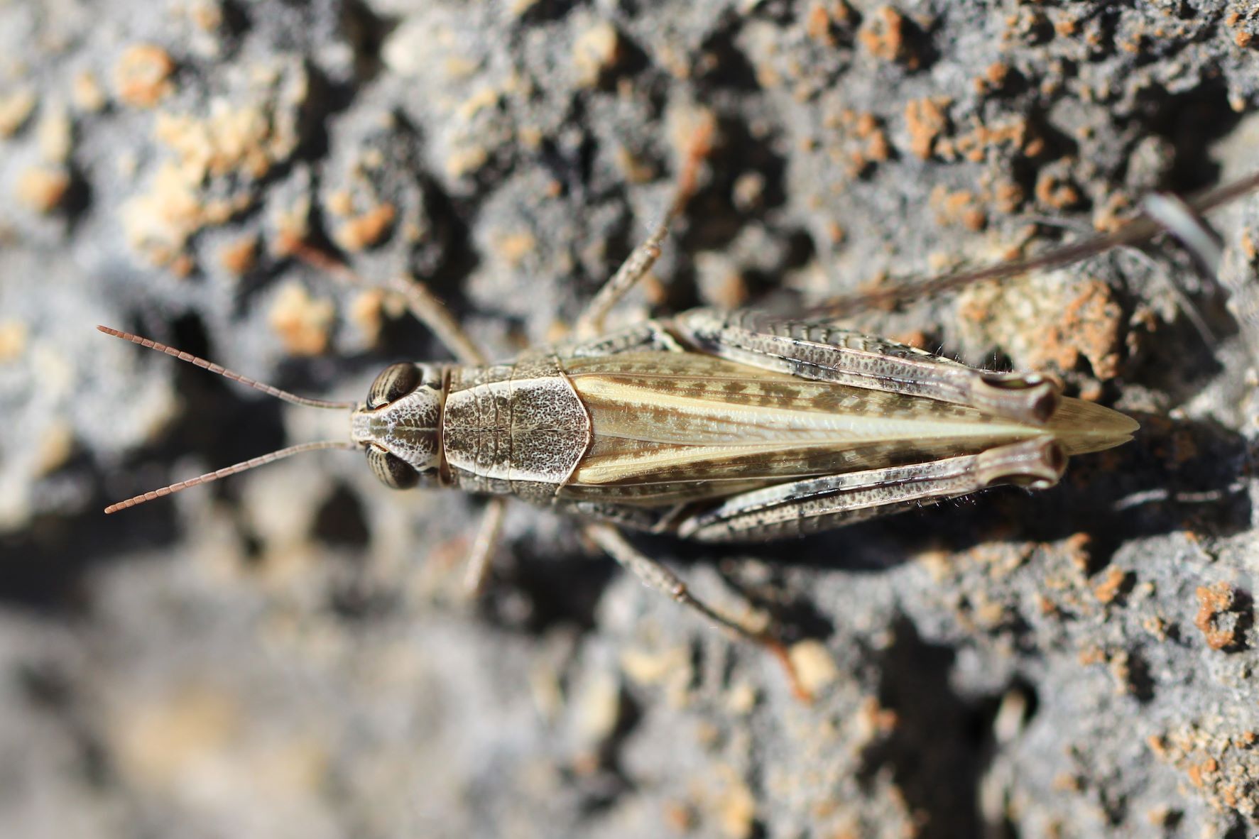 Calliptamus italicus italicus (Linnaeus, 1758): female in dorsal view (Croatia, Vis Isl.). (Otu).
