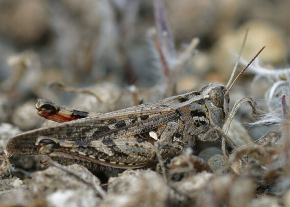 Calliptamus plebeius plebeius (Walker, 1870): individual from La Palma (Canary Islands, Spain). (Otu).