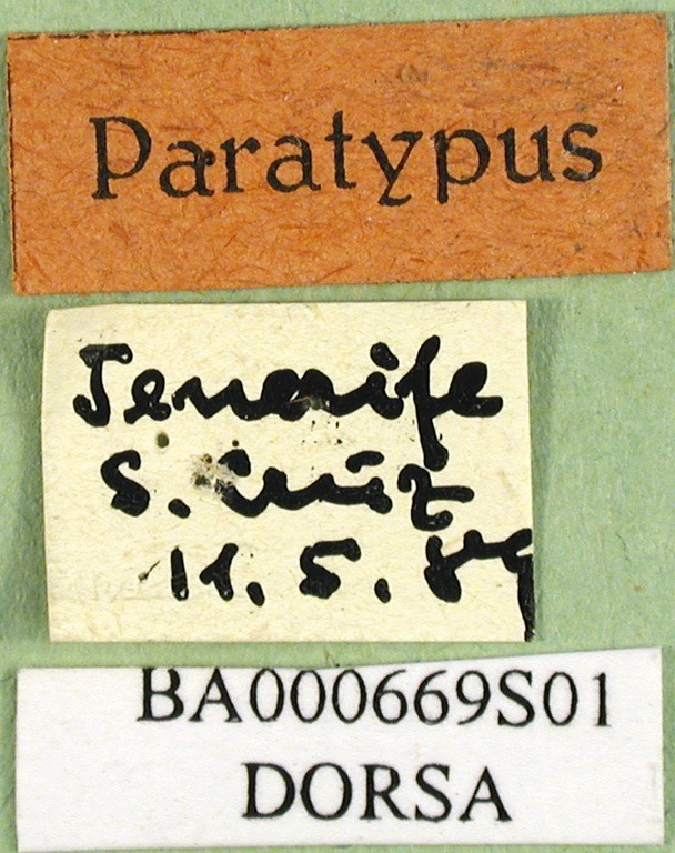 CollectionObject 1530746; 451c0c65-38ce-4605-9f7c-c1b80c20620b: labels (syntype). (CollectionObject).