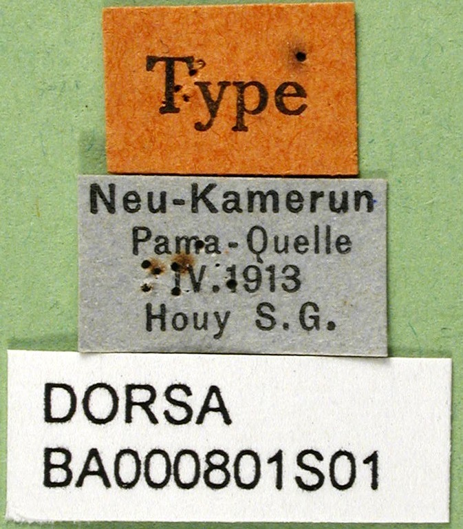 CollectionObject 1501672; 1933376f-ee49-4767-9c88-be5c2459bf19, DORSA BA000801S01: labels (holotype). (CollectionObject).